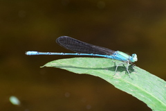 Pseudagrion decorum