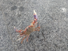 Chasmagnathus convexus