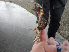 Chasmagnathus convexus