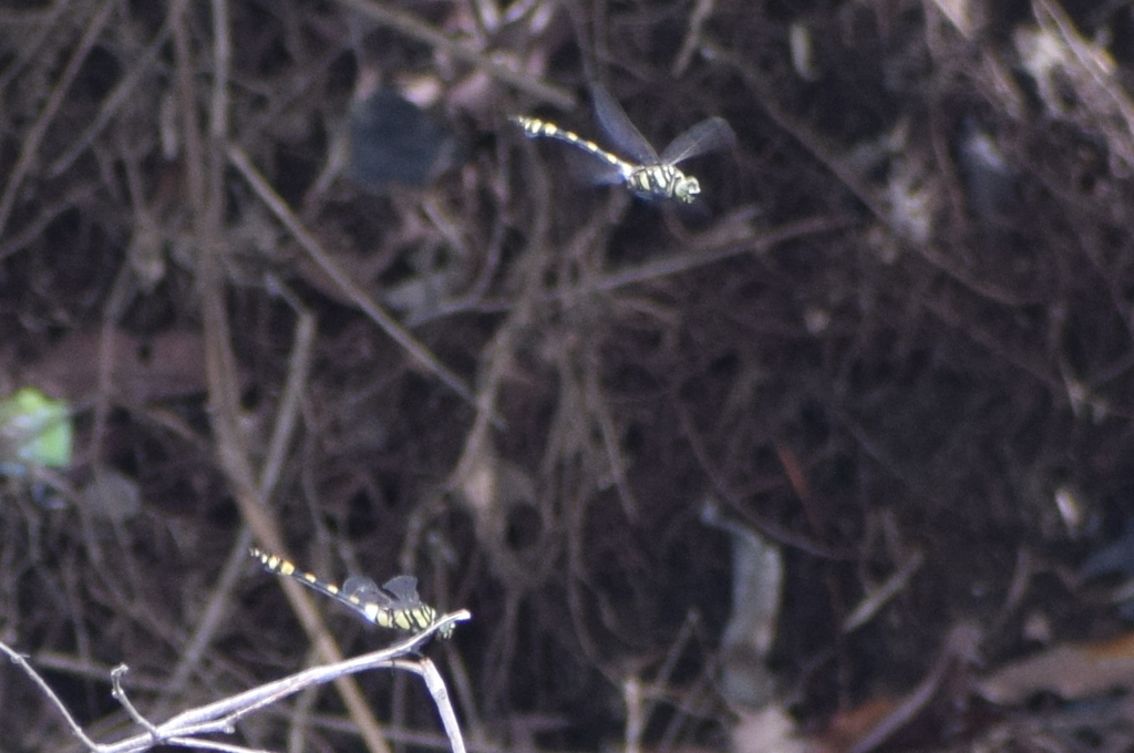 Ictinogomphus distinctus
