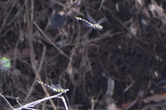 Ictinogomphus distinctus