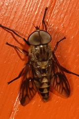Tabanus turbidus