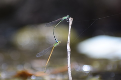 Pseudagrion spencei
