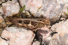 Gastrimargus marmoratus