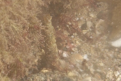 Chaetopterus