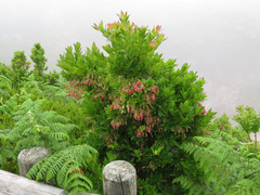 Vaccinium cylindraceum