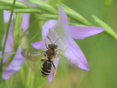 Andrena pandellei
