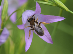 Andrena pandellei