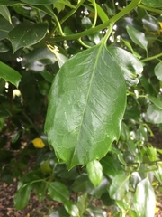 Ilex × altaclerensis