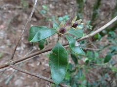 Rhododendron ovatum