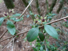Rhododendron ovatum