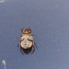 Anisoplia austriaca