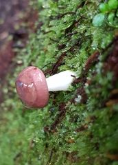 Russula roseopileata