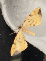 Gandaritis pyraliata