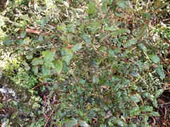 Metrosideros parkinsonii