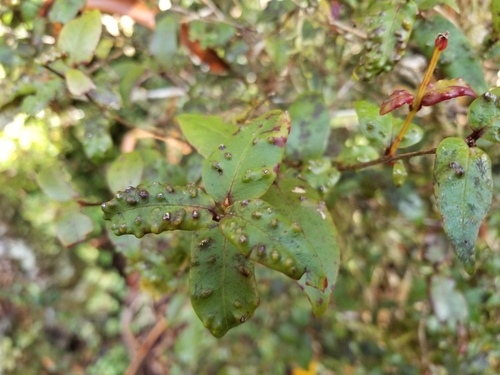 Image of Metrosideros parkinsonii by (c) Brett Sandford, some rights reserved (CC BY)