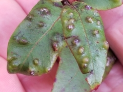 Metrosideros parkinsonii