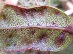 Metrosideros parkinsonii