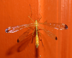 Hylobittacus apicalis