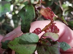 Metrosideros parkinsonii