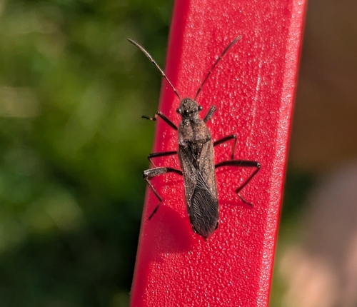 Ant bug photo 4