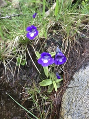 Pinguicula leptoceras