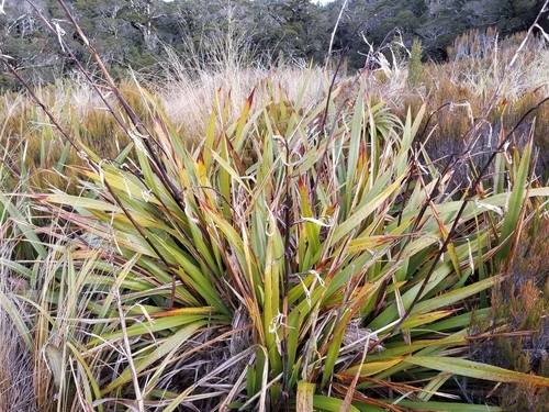 Phormium colensoi