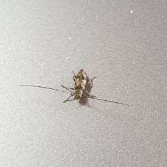 Leiopus femoratus