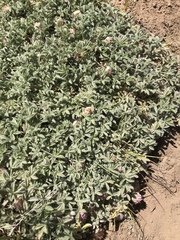 Trifolium andersonii