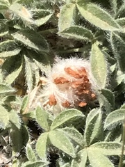 Trifolium andersonii