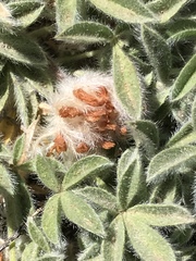 Trifolium andersonii