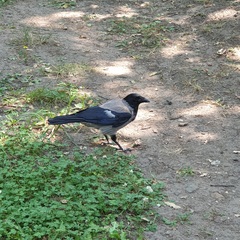 Corvus cornix