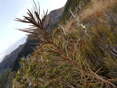 Pseudopanax linearis