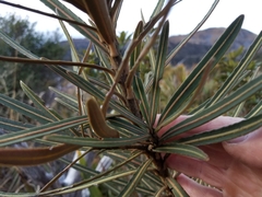 Pseudopanax linearis