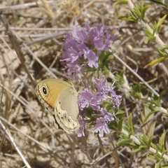 Coenonympha dorus