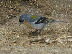 Fringilla coelebs moreletti
