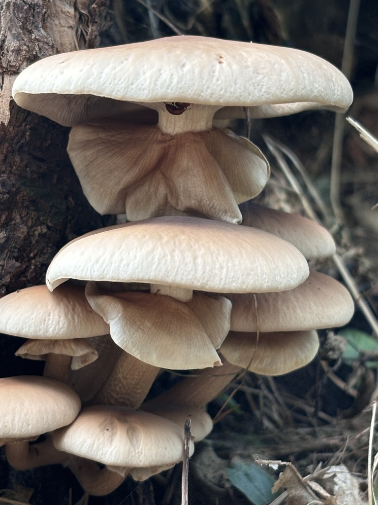 Cyclocybe cylindracea · September 2024 · photo: © networkentity (iNaturalist, cc-by)