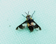Chrysops caecutiens