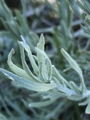 Artemisia cana
