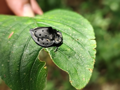 Mesomphalia variolaris