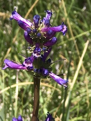 Penstemon rydbergii