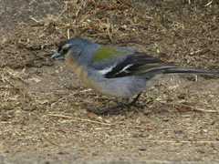 Fringilla coelebs moreletti