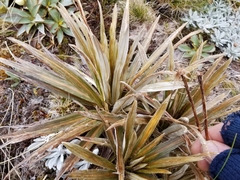 Celmisia armstrongii