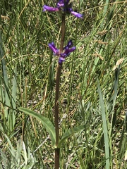Penstemon rydbergii