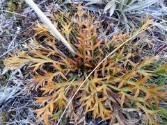 Aciphylla hookeri