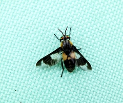 Chrysops caecutiens