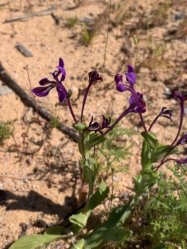 Image of Lapeirousia jacquinii by (c) Dave Richardson, some rights reserved (CC BY)