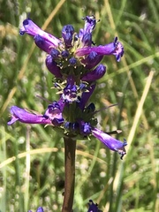 Penstemon rydbergii
