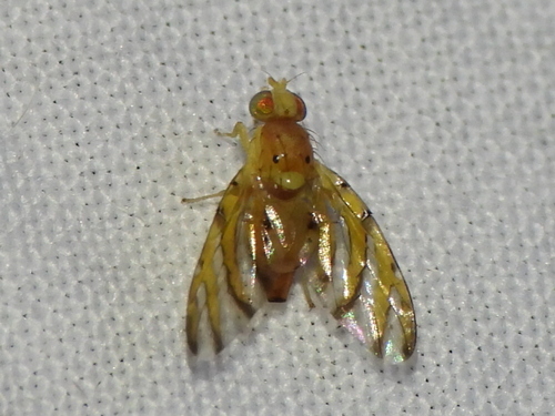 Tomoplagia obliqua photo 2