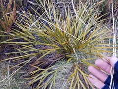 Aciphylla indurata